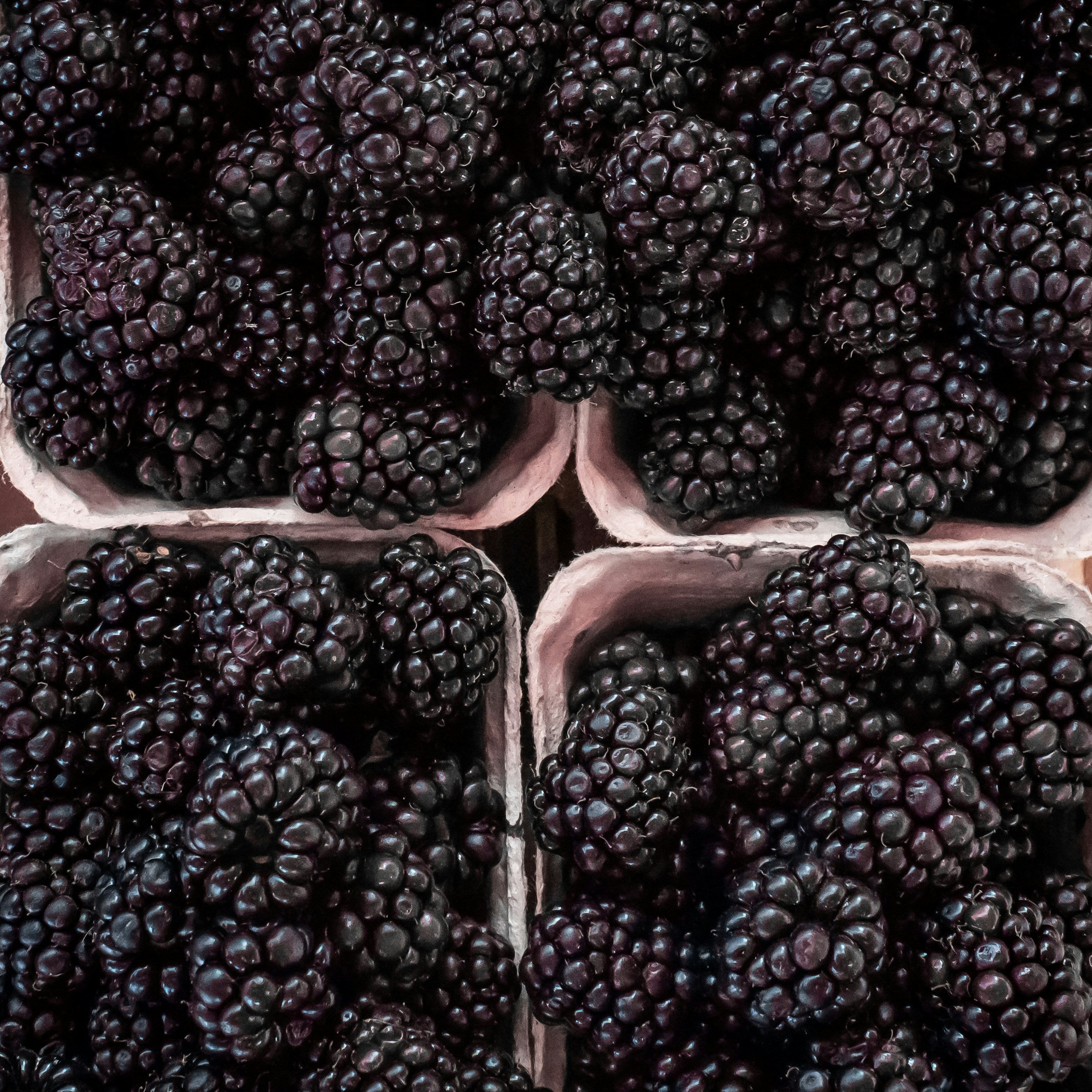 Blackberry Syrup