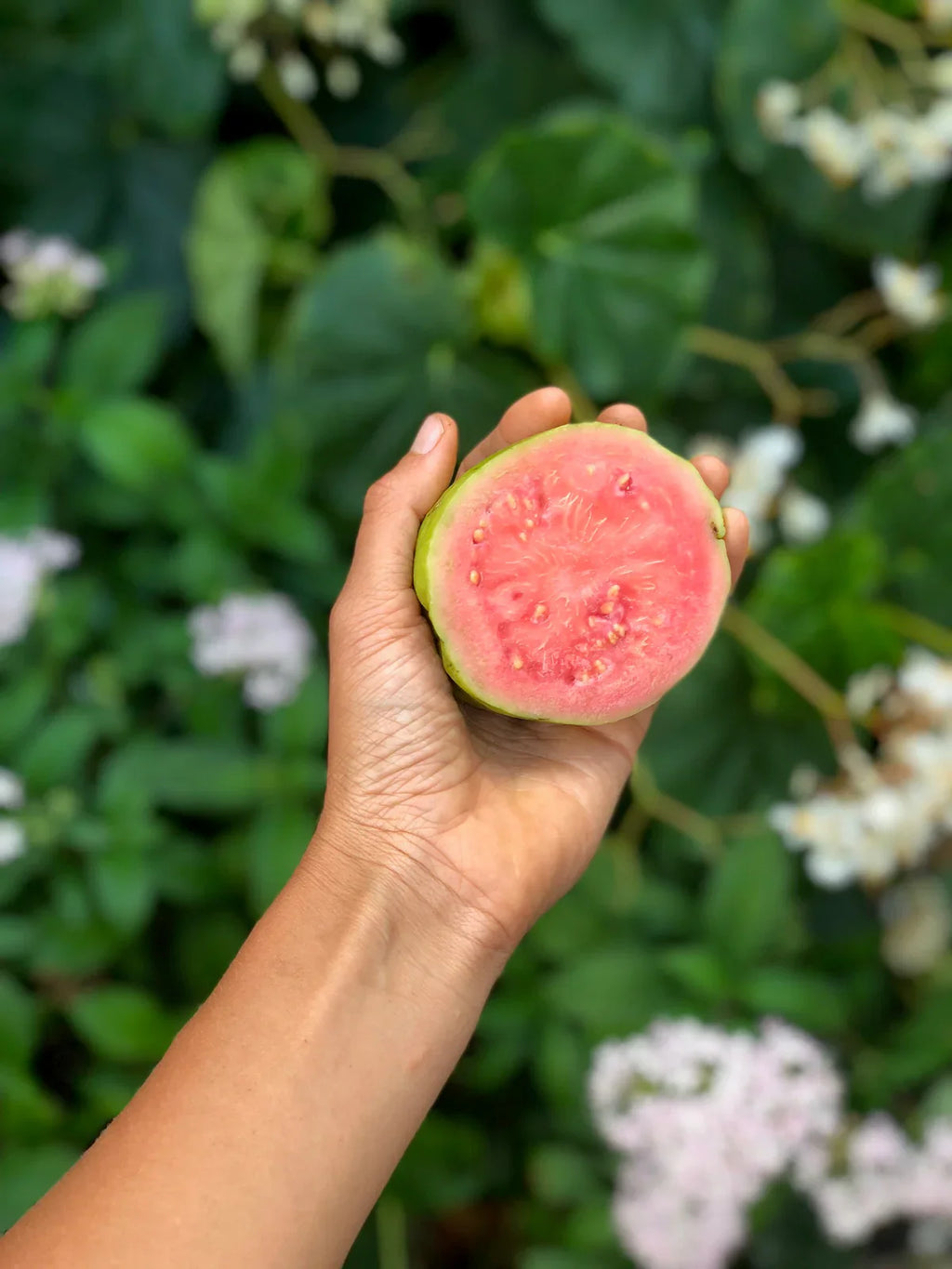 Pink Guava Syrup